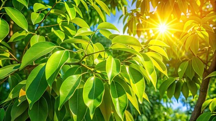 Obraz premium In a natural habitat, the lush green leaves of the Cinnamomum camphora tree thrive, bathed in vibrant sunlight that gently filters through its branches.