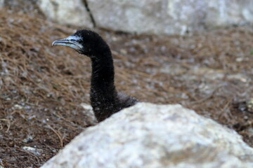 shag