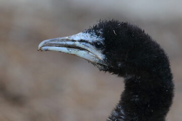shag