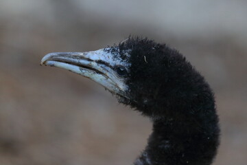shag