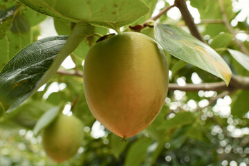 익어가는 대봉감