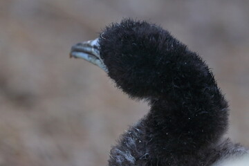 shag
