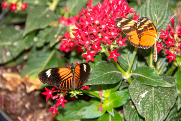 Papillon Heliconius melpomene sur une fleur tropicale