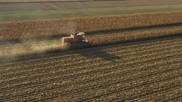 Above view of agricultural harvester as cutting and harvesting mature corn on farm fields.