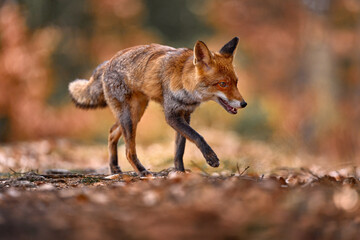 Autumn nature. Cute Red Fox, Vulpes vulpes in fall forest. Beautiful animal in habitat. Wildlife scene from the wild nature, Germany, Europe. Cute animal in habitat. Orange autumn leaves.