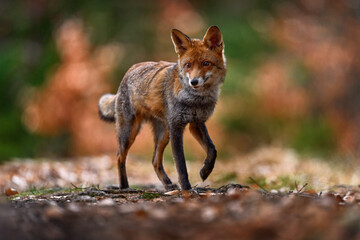 Autumn nature. Cute Red Fox, Vulpes vulpes in fall forest. Beautiful animal in habitat. Wildlife scene from the wild nature, Germany, Europe. Cute animal in habitat. Orange autumn leaves.