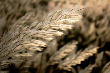 Golden sunlight illuminating delicate white wild grass swaying gently in the breeze, capturing the serenity of nature.