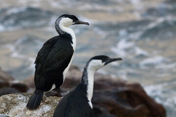 shag
