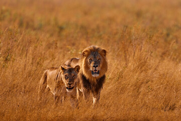 Lion in golden grass in Okavango delta, Botswana. Safari in Africa. African lion in savanna , with beautiful evening light. Wildlife scene from nature. Animal in Africa.