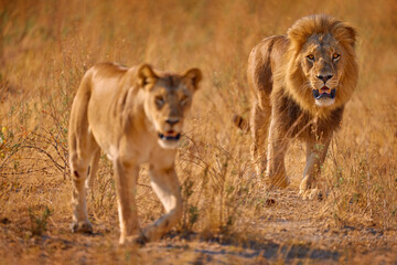 Lion pair, male and female, in golden grass in Okavango delta, Botswana. Safari in Africa. African...