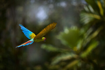 Great-Green Macaw on tree, Ara ambigua. Wild rare bird in the nature habitat, sitting on the branch in Costa Rica. Wildlife scene in tropic forest. Dark forest with two green macaw parrot.