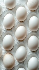 White Eggs in Carton  Fresh Food Photography