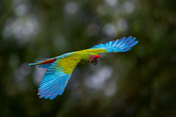 Great-Green Macaw on tree, Ara ambigua. Wild rare bird in the nature habitat, sitting on the branch in Costa Rica. Wildlife scene in tropic forest. Dark forest with two green macaw parrot. © ondrejprosicky