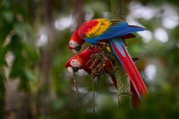 Nature Colombia. Pair of big Scarlet Macaws, Ara macao, two birds sitting on the palm leave, Colombia. Wildlife love scene from tropical forest. Two beautiful parrots on tree branch in habitat.