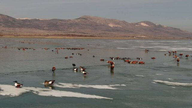 Ducks swimming in large groups on the icy lake in winter. Ruddy Shelduck, Northern Shoveler. Waterfowl, drone video shooting. karatas Lake, Burdur, Turkey 