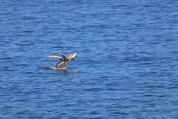 humpback whale