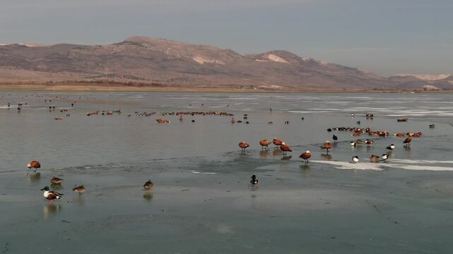 Ducks swimming in large groups on the icy lake in winter. Ruddy Shelduck, Northern Shoveler. Waterfowl, drone video shooting. karatas Lake, Burdur, Turkey 