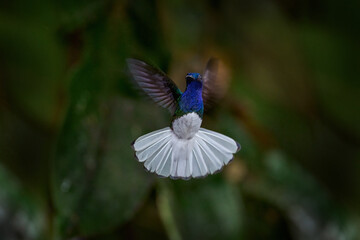 Tropic nature. Flying blue and white hummingbird White-necked Jacobin from Costa Rica, clear green...