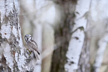 Hawk Owl in nature forest habitat, white birch tree, during cold winter, Norway. Wildlife scene from nature.  Nature of north Europe. Snowy winter scene with hawk owl, larch tree.