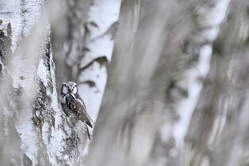 Hawk Owl in nature forest habitat, white birch tree, during cold winter, Norway. Wildlife scene from nature.  Nature of north Europe. Snowy winter scene with hawk owl, larch tree.