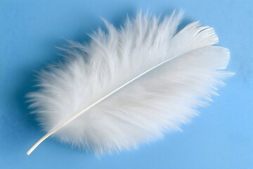Obraz premium Delicate lucky white feather blue gradient background. Intricate details, fine filaments are highlighted, illustrating its fragile, lightweight nature. 
