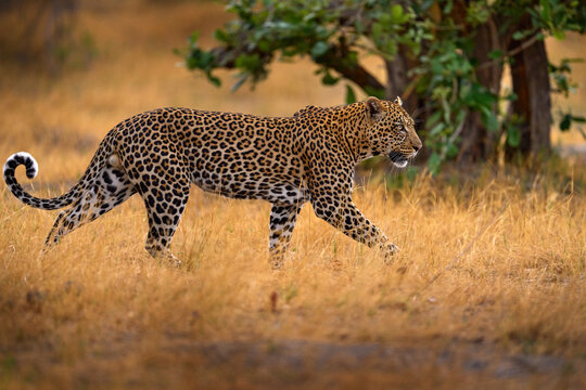 Wildlife nature. Leopard sunset walk. Leopard, Panthera pardus shortidgei, nature habitat, big wild cat in the nature habitat, sunny day on savannah, Khwai River, Moremi Botswana. Africa wildlife.