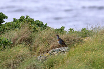 buff breasted rail