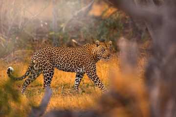 Leopard sunset, walk. Leopard, Panthera pardus shortidgei, nature habitat, big wild cat in the nature habitat, sunny day on the savannah, Namibia. Wildlife nature. Africa wildlife.