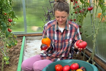  woman farmer picking tomatoes greenhouse