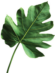 Tropical leaves isolated on white background. Beautiful tropical exotic foliage