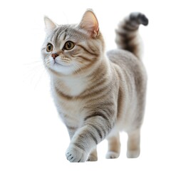 Obraz premium Cute Tabby Cat Walking