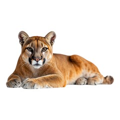 Portrait of a Majestic Cougar