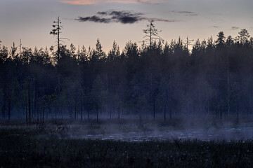 Find the fox in the nigth. Dark taiga with fog near the lake, Finland, Europe.