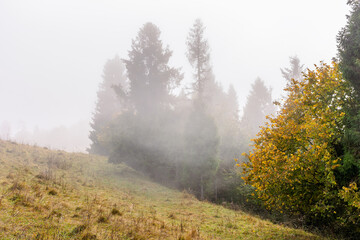 landscape with forest on a foggy morning. mysterious autumn scenery in carpathian mountains