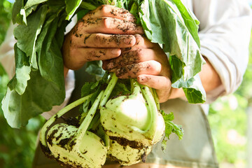 Gardener holding freshly harvested kohlrabi in a vibrant vegetable garden