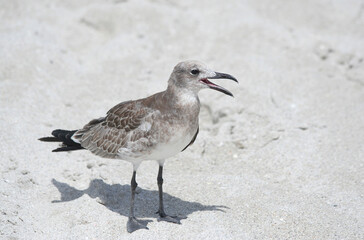 Seagull with beak wide open standing on sand at Miami Beach, Florida, USA