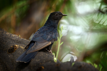 Black cuckoo, Cuculus clamosus, bird sitting on the tree in Maun, Botswana. Cuckoo in the nature habitat, Africa wildlife. Beautiful light in nature, bird in the dark forest vegetation. Birdwatching.