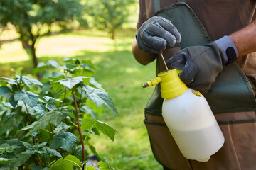 Gardener preparing spray bottle for pest control in herb garden