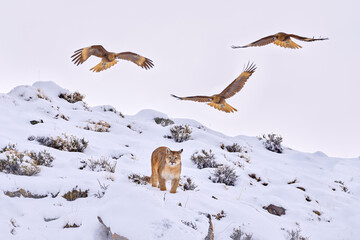 Fototapeta premium Wild big cat Cougar, Puma concolor, dangerous animal with stone. Three Bird hawk atack mountain Lion. Wildlife scene from nature. Puma, nature winter habitat with snow, Torres del Paine, Chile.