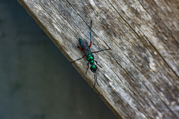 Ampulex compressa