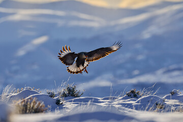 Winter landscape with bird. Southern Caracara plancus, in morning light. Bird of prey stitting on stone. Patagonia winter. Wildlife scene from nature, South America, Torres del Paine NP, Chile.