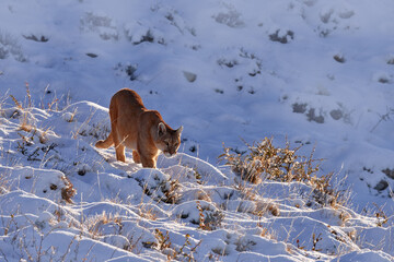 Patagonia nature. Puma, winter habitat with snow, Torres del Paine, Chile. Wild big cat Cougar,...