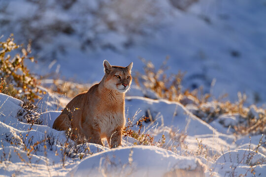 Patagonia nature. Puma, winter habitat with snow, Torres del Paine, Chile. Wild big cat Cougar, Puma concolor, Snow sunset light and dangerous animal. Wildlife nature.