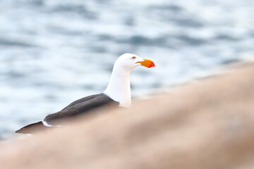 gull