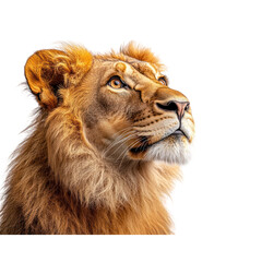 Majestic Lion Portrait