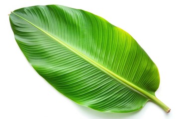 Large Banana leaf isolated on white background at a tilted angle