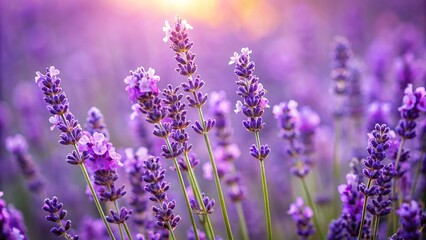 Obraz premium Lavender flowers in bloom on white background, macro close-up
