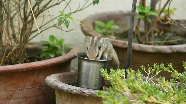 thirsty squirrel  dinking water ,animal drinking water, animal drinking