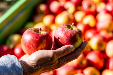 Récolte des pommes par des mains de femmes.