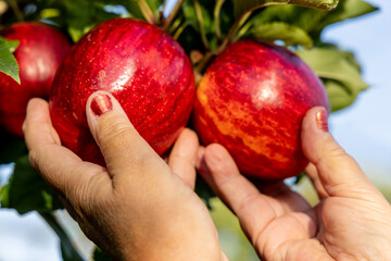 Récolte des pommes par des mains de femmes.
